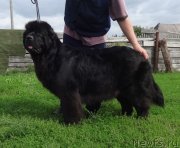 Превью фото № 238166