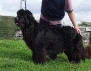 Превью фото № 238167