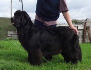 Превью фото № 238169