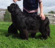 Превью фото № 238170