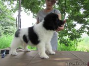 Превью фото № 238180