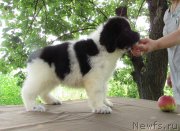 Превью фото № 238183