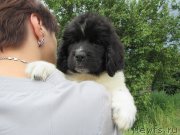 Превью фото № 238187