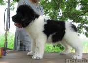 Превью фото № 238188