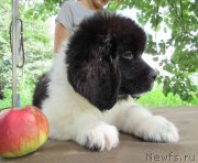 Превью фото № 238190