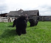 Превью фото № 238191