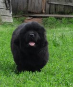 Превью фото № 238193