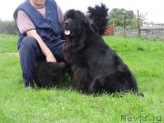 Превью фото № 238195