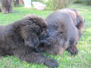 Превью фото № 238200