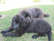 Превью фото № 238201