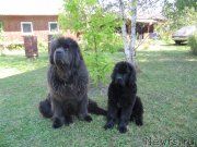 Превью фото № 238202