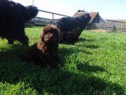 Превью фото № 238206