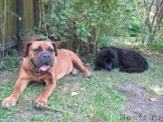 Превью фото № 238213