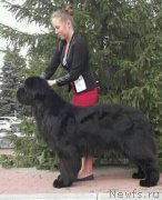 Превью фото № 238216