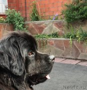 Превью фото № 238224