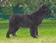 Превью фото № 238264