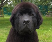 Превью фото № 238265