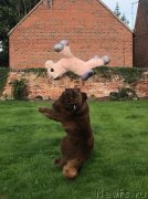 Превью фото № 238286