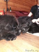 Превью фото № 238287