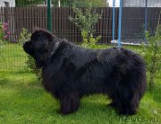 Превью фото № 238332