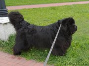 Превью фото № 238335