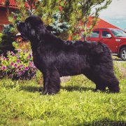 Превью фото № 238342