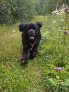 Превью фото № 238362