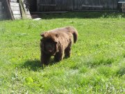 Превью фото № 238392