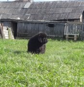 Превью фото № 238394