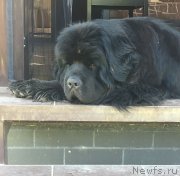 Превью фото № 238403