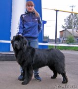 Превью фото № 238412