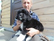 Превью фото № 238438