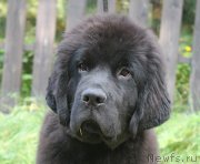 Превью фото № 238443