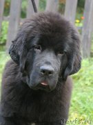 Превью фото № 238445