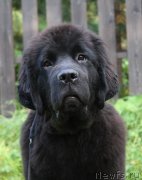 Превью фото № 238446