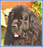 Превью фото № 238458