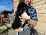 Превью фото № 238486