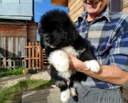 Превью фото № 238487