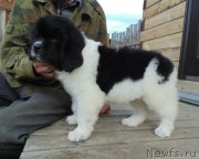 Превью фото № 238546