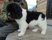 Превью фото № 238547