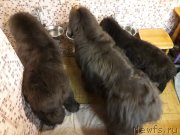 Превью фото № 238564