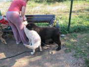 Превью фото № 238567