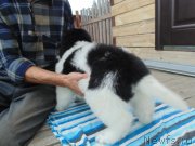 Превью фото № 238578