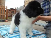 Превью фото № 238581