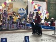 Превью фото № 238588