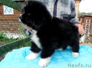 Превью фото № 238637