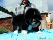 Превью фото № 238643