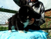 Превью фото № 238647