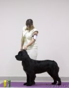 Превью фото № 238799