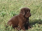 Превью фото № 238808